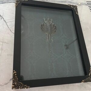 Flying lizard taxidermy framed